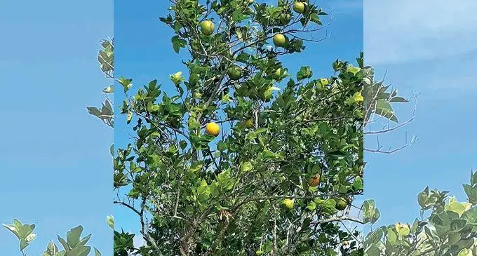 Batiri oranges in Labasa.