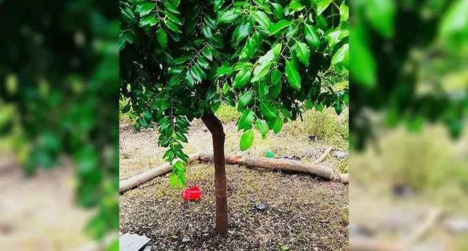 A sandalwood or yasi tree.
