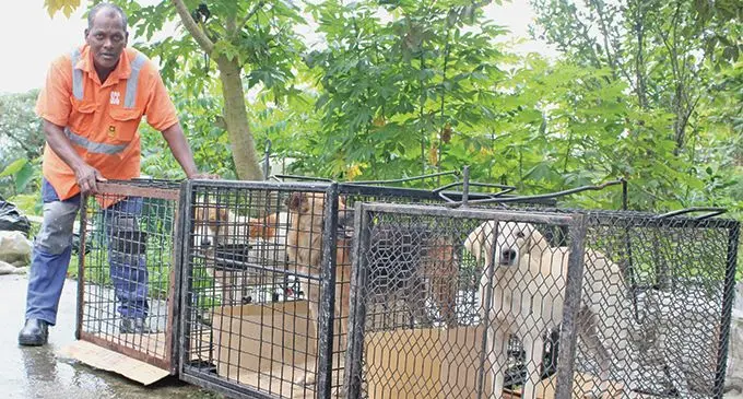 Dewan Chand from Suva City Council’s Health Department with the stray dogs they captured on June 20, 2019. Photo: Simione Haravanua