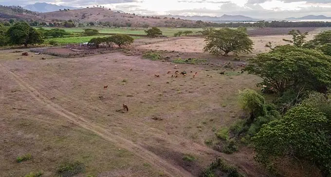 Heard of cattle at the Yaqara pastoral farm in Rakiraki on 20 October 2021. Photo Leon Lord