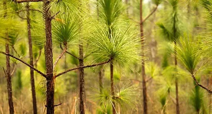 Fiji Pine Trees
