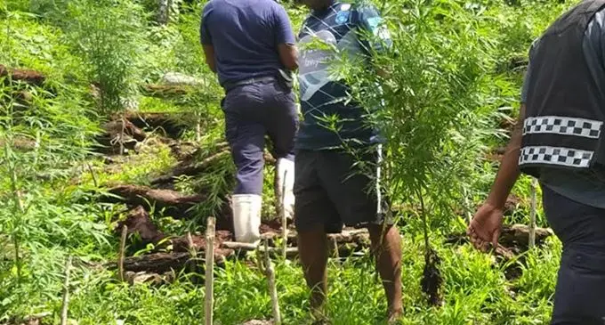 Marijuana plants uprooted during the Tukavesi raid by Police. Photo: Fiji Police Media Cell