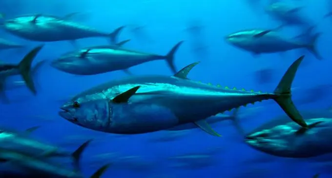 Tuna