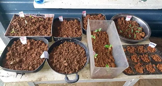 Germinating seedlings in pot plants. Photo: William Tabuya