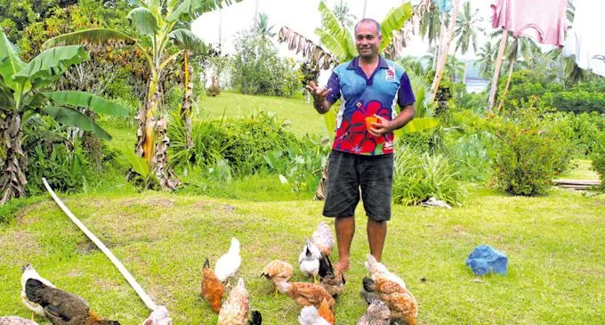 Abraham Masivesi Pickering feeding his chicken at his home in Savusavu. Photo: WATI TALEBULA