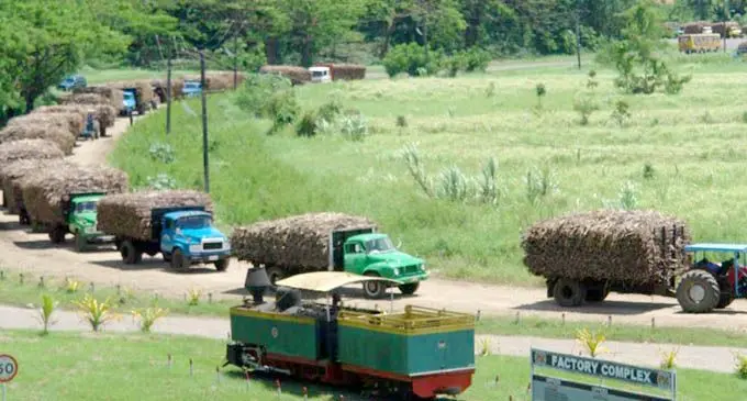 Cane Trucks at Labasa sugar mill. Photo: From File.
