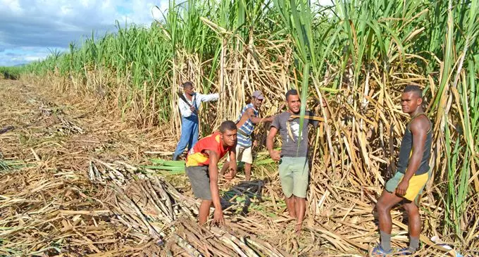 Sugarcane labourers harvesting cane at Qelewaqa in Labasa yesterday. Photo:SHRATIKA NAIDU
