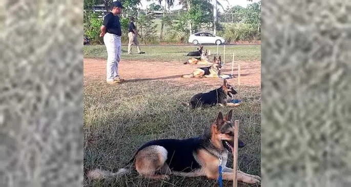 A K9 dog training session.