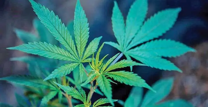 408 marijuana plants and more than 300 packs of marijuana from the Eastern Division have been seized.