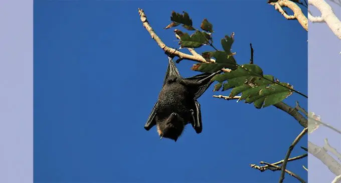 A Pacific Flying Fox hanging off one of its favourite roost in the National Park’s Mahakoni Forest. Photo: Mahipriya Meddepola
