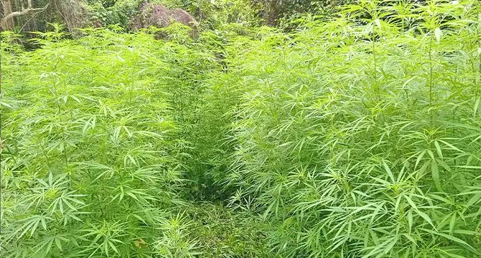 Marijuana plants on a farm in Navosa province.