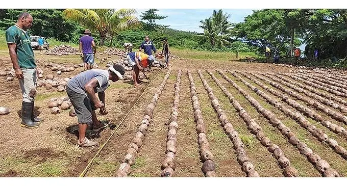 Coconut replanting at Mua Research Station in Taveuni