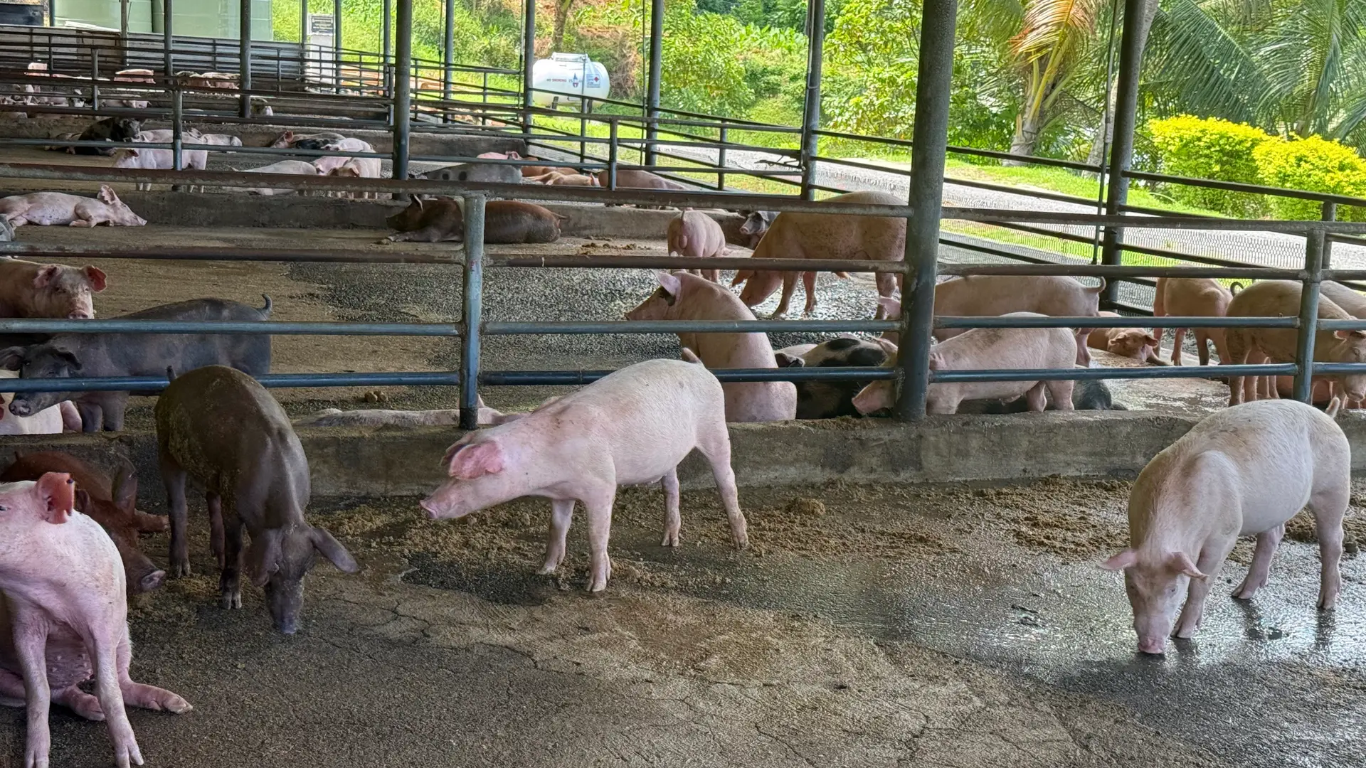 Over 5,000 chickens are being raised at the Fiji Corrections Service poultry farm in Naboro Prison.