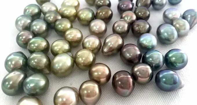  J. Hunter Pearl’s offers educational tours of the pearl farm allowing visitors to Savusavu an insight into the history of pearling.