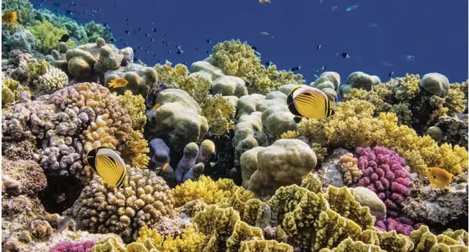 Coral