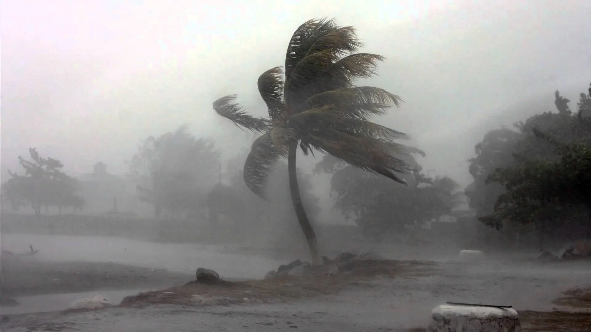 Heavy winds during a Cyclone.