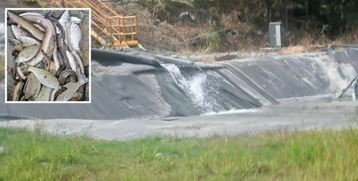 The cause of contamination in the Sabeto River was revealed after a mining company reportedly discharged some water from its pond that contained slightly higher than usual copper levels affecting some of the fish and eels (inset photo). Photos: Ravoravo Rebel