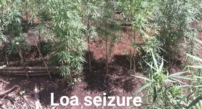 Plants seized from Loa in Cakaudrove. 