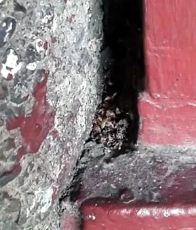 Cluster of beg bugs found at the Lautoka bus station.