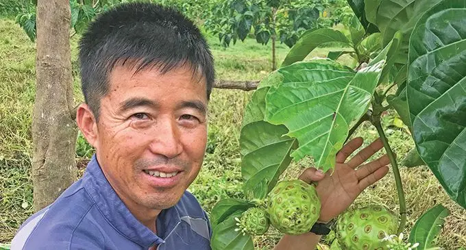 Wailevu Han’s Farm director Ilhee Han showing noni fruit at his farm  in Wailevu, Labasa on October 5, 2020. Photo: Shratika Naidu