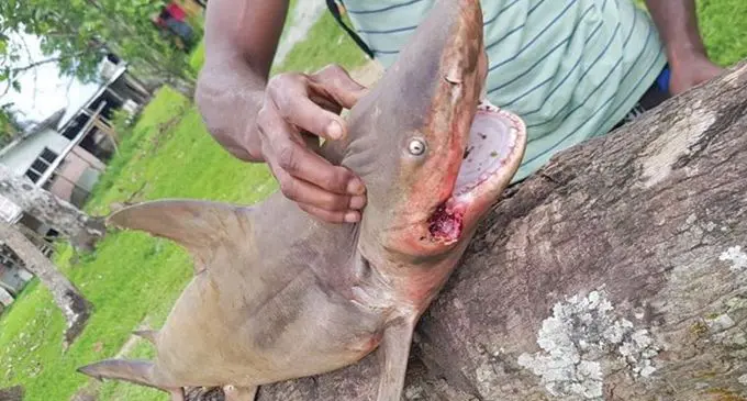 Shark found in the Wainimala River.