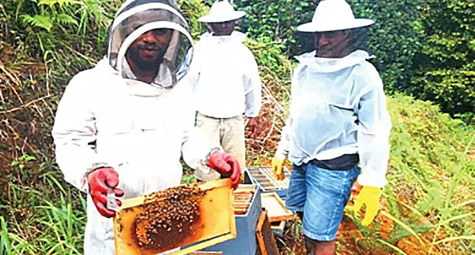 honey