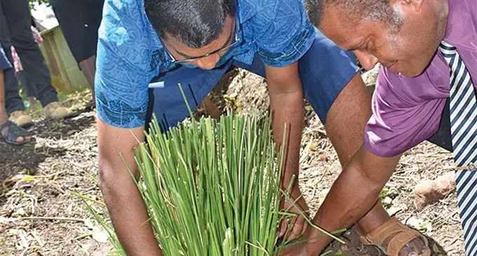 Minister for Agriculture, Rural and Maritime Development, Waterways and Environment Mahendra Reddy planting vetiver grass with the Naveicovatu Village headman on March 14, 2019. Photo: DEPTFO News