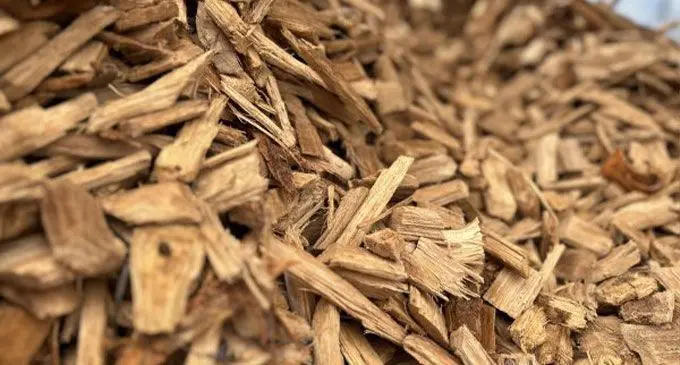 Woodchips. Photo: agdermiljo