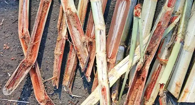 Cane weevil borer damaged cane. Photo: Sugar Research Institute of Fiji