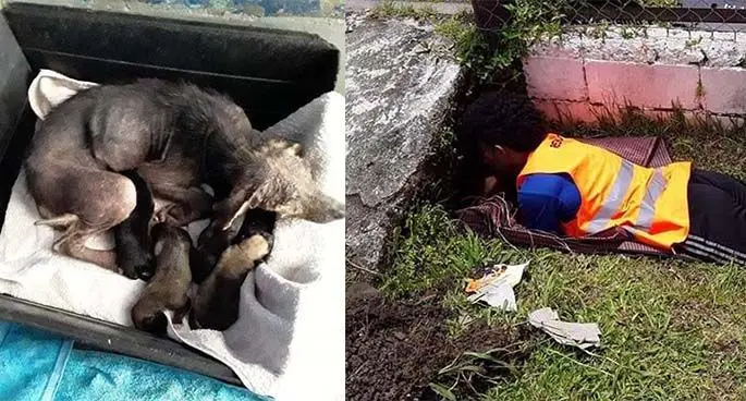 (Left) BEFORE: The dogs were covered in mud (right)   and one of the brave SPCA workers doing everything to rescue the puppies.