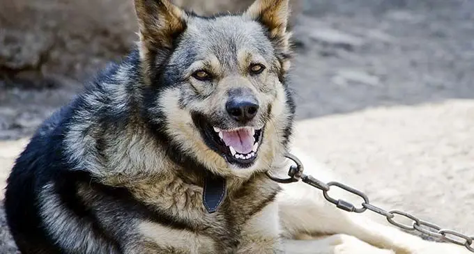 A K9 Police dog.