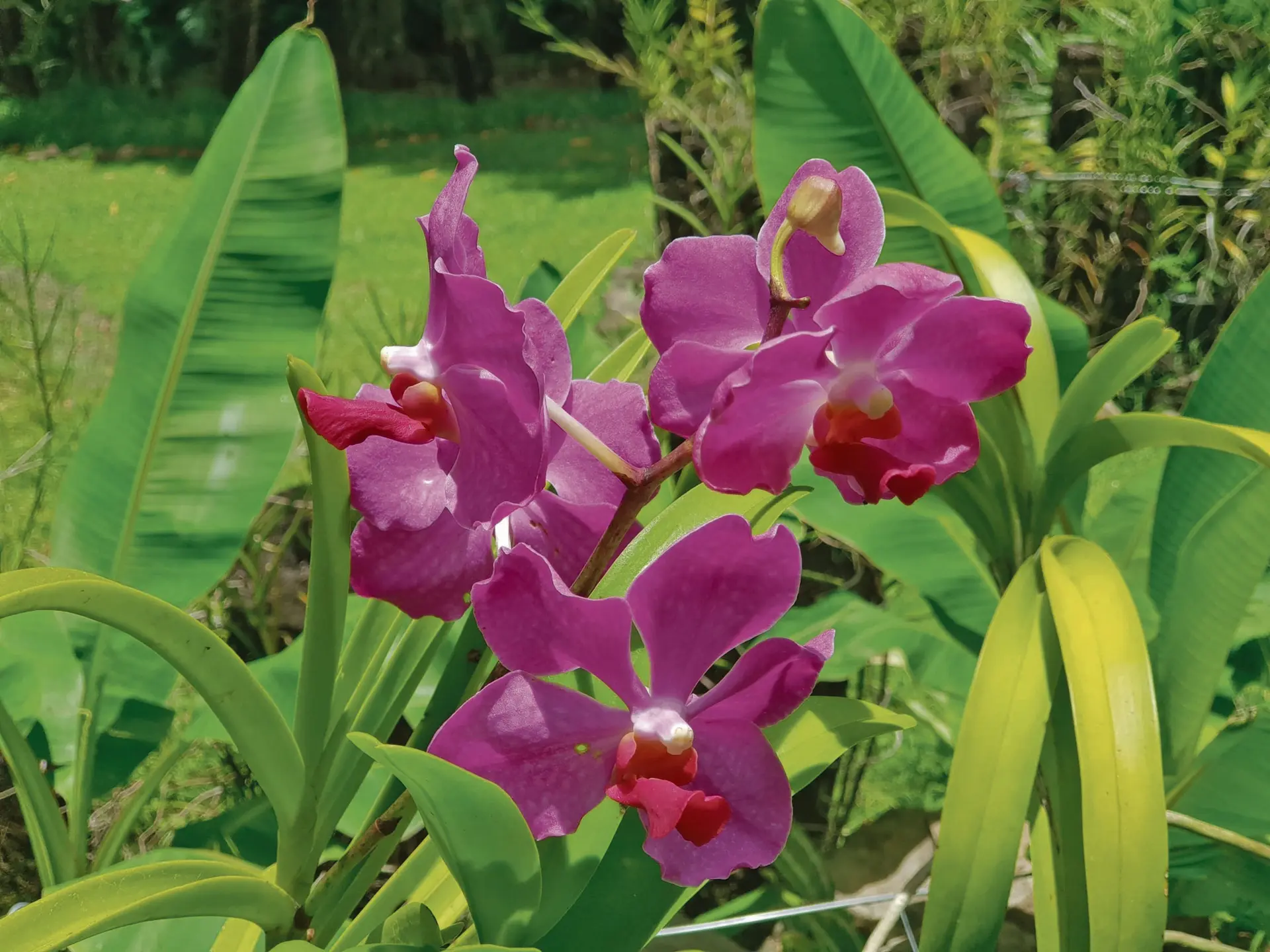 Some of the 2000 varieties of orchids at the Garden of the Sleeping Giant
