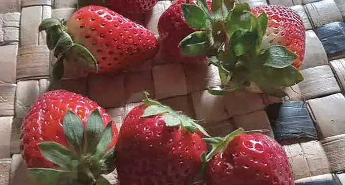 Oqori na ‘strawberry’ ka a vua talega ena koro ko Navai mai na colo kei Nadarivatu. E ra vakabauta na leweni- ni apolo e tautavata kei na apolo e ra dau vakau mai valagi. vanua ko Navai, ni veisau ni draki koya sa vakavuna me bula kina eso na vuata vaka oqo.