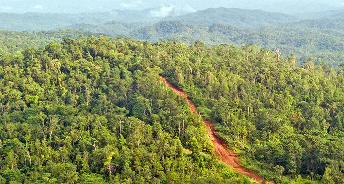 The mahogany plantation in Toberua, Galoa. Photo: Leon Lord