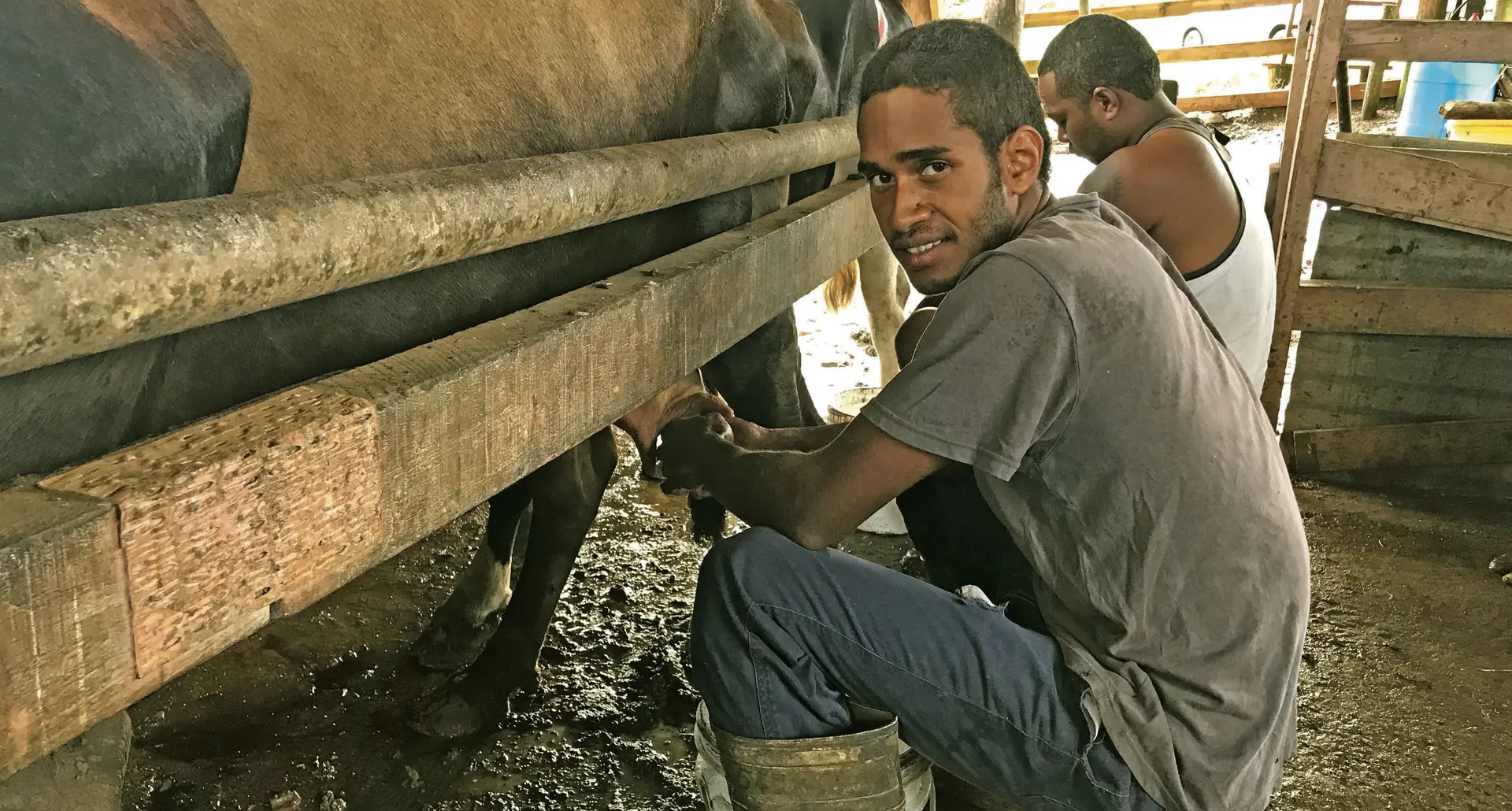 Joveci Madraitabua, milking a cow at their dairy farm in Lokuya, Waidalice, Tailevu on February 28, 2018  . Photo: Nemani Delaibatiki  