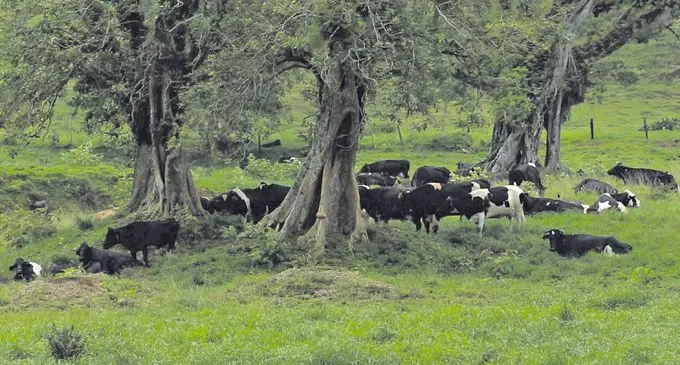 Photo: Fiji Cooperative Dairy Company Limited