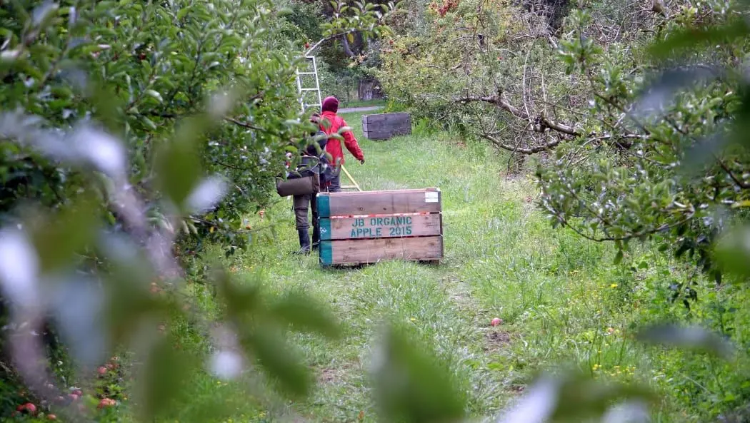 seasonal-workers-labour-scheme