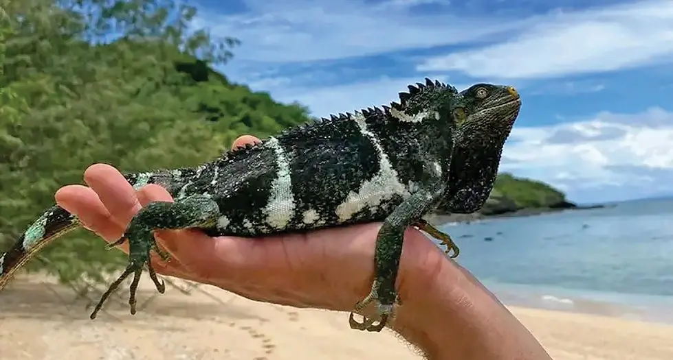 Oqori nai rairai ni ‘saumure’ e dua na mataqali moko ka kilai levu e na yaca na ‘vokai.