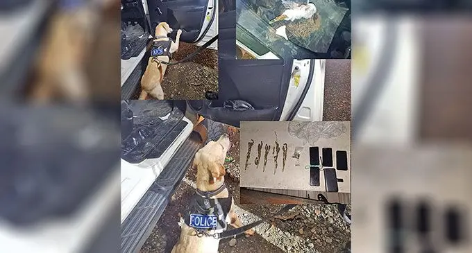A K-9 Unit helping uncover suspected illicit drugs.