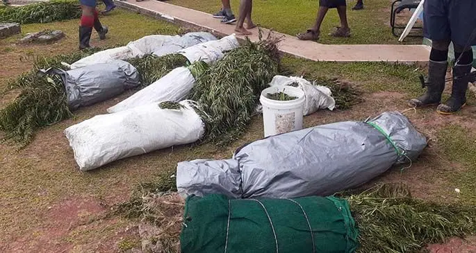 Some of the plants seized in the drug bust in Kadavu. Photo: Police Media Cell