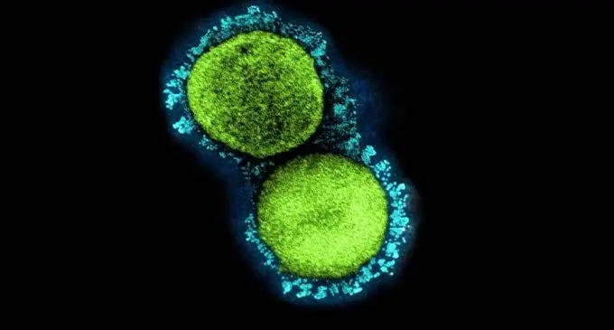 The Ministry of Health is continuing to report thousands of fresh cases – around a quarter of them reinfections – as the country moves through the second of two over-lapping, late-year bumps. Photo: NZ herald