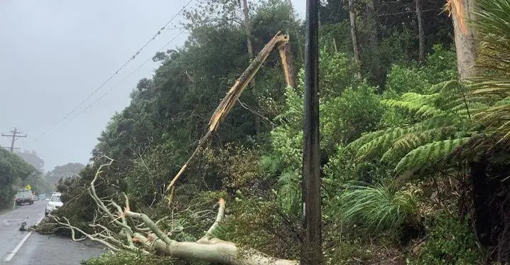 Cyclone winds have caused major damage to the Northpower network, much of it from trees falling through lines . Photo: RNZ