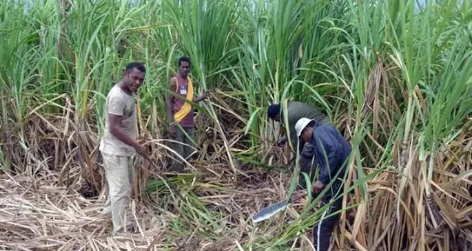 Cane cutters on a sugarcane field in Lautoka. Photo: Charles Chambers