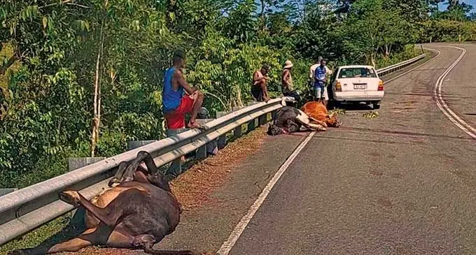 Around 15 cows died in an accident in Korovou, Tailevu.