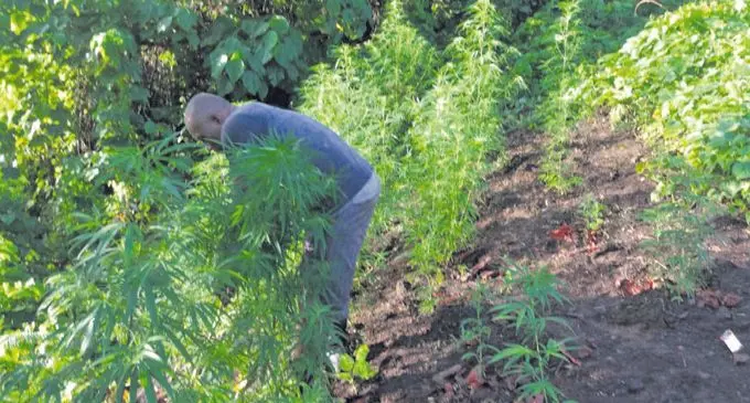 Police are yet to identify the people involved in planting marijuana between Buca and Loa Village in Cakaudrove Province, Vanua Levu on December 15,2018. Photo: Courtesy of Police Media Cell