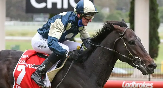 Racing horse number 5 Sir Dragonet, one of the favourites that will race at the 160th Melbourne Cup at Flemington Racecourse in Australia.