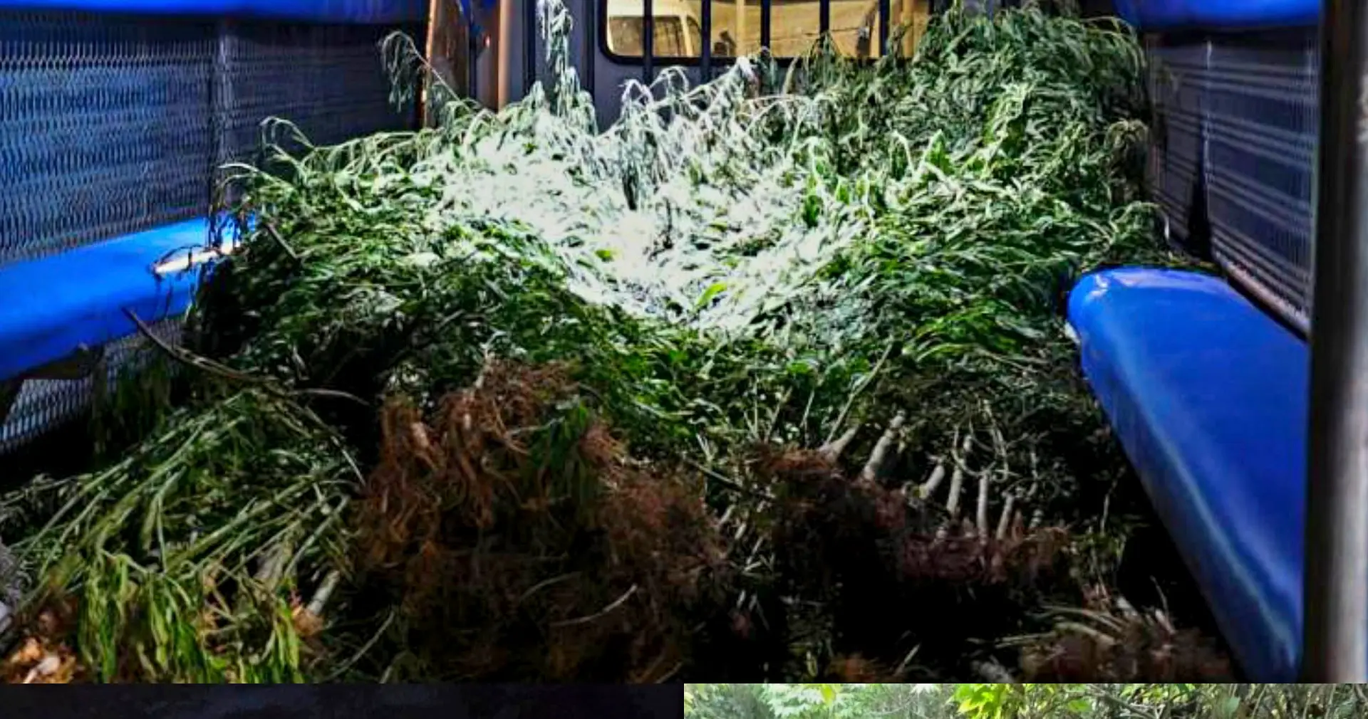 The plants were uprooted from the Nasuva farming area on October 2, 2026, during an operation involving officers from Savusavu, the Northern Division taskforce and the North Police Rugby team.