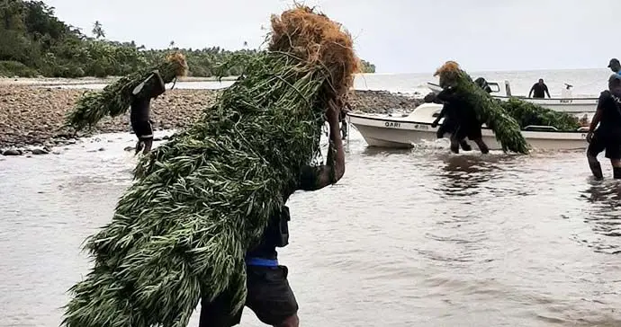 Police Officers carrying the uprooted marijuana plants in Kadavu.