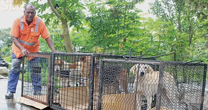 A Suva City Council’s Health Department employee with stray dogs captured on June 20, 2019. Photo: Simione Haravanua