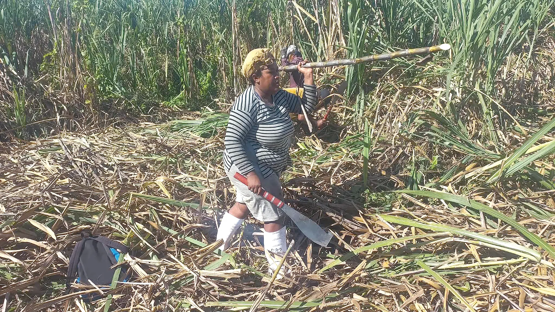 Female cane cutters are pictured harvesting cane for the new crushing season